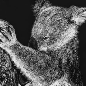 Koala - Scratchboard by Sue Findlay