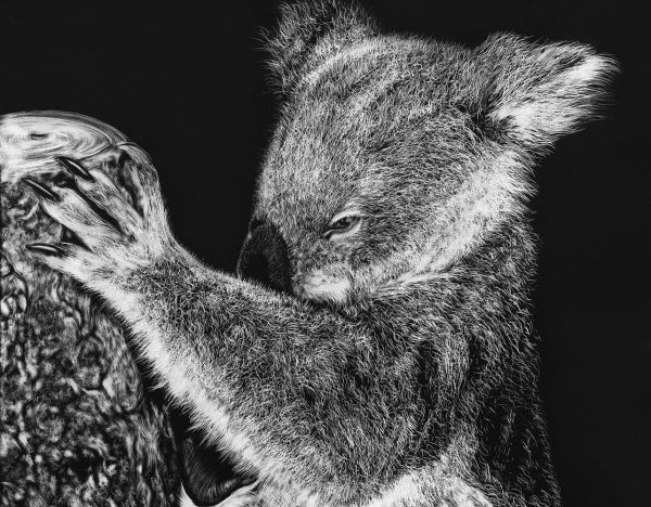 Koala - Scratchboard by Sue Findlay