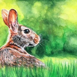 Challenge #5 - Watercolor Pencils - Rabbit