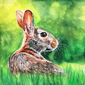 Challenge #5 - Watercolor Pencils - Rabbit