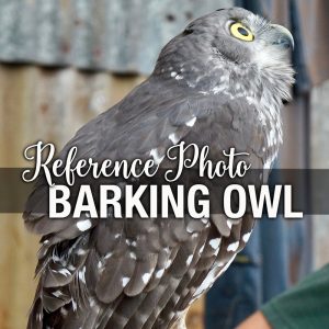 Barking-Owl - Artist Reference Photo