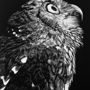 Barking Owl - Scratchboard by Sue Findlay