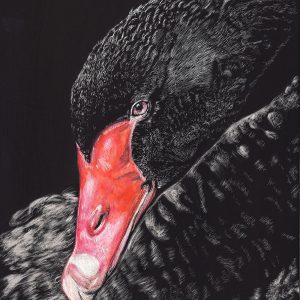 Black Swan - Scratchboard by Sue Findlay