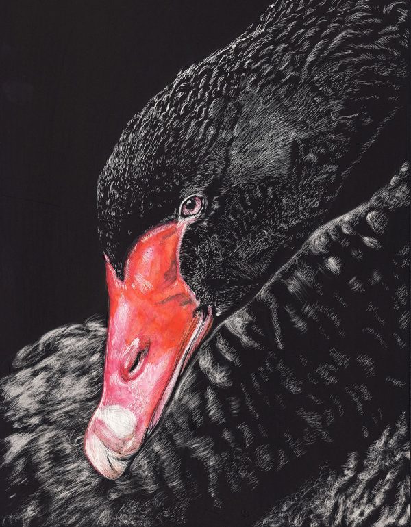 Black Swan - Scratchboard by Sue Findlay