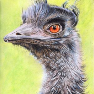 Emu - Watercolour Pencils by Sue Findlay