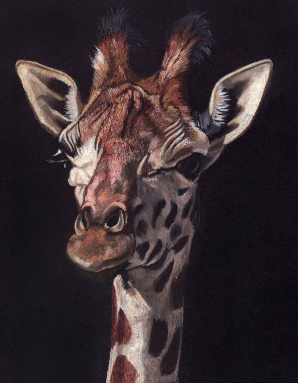 Giraffe - Pastel Pencils by Sue Findlay