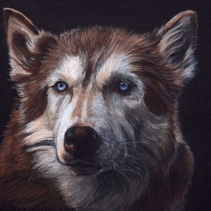 Husky - Pastel Pencil Drawing by Sue Findlay