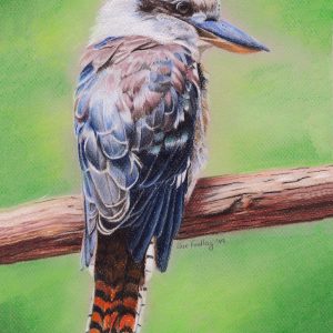 Kookaburra - Pastel Pencils by Sue Findlay