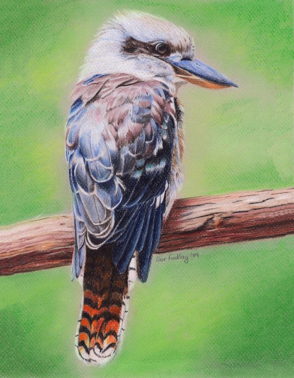Kookaburra - Pastel Pencils by Sue Findlay