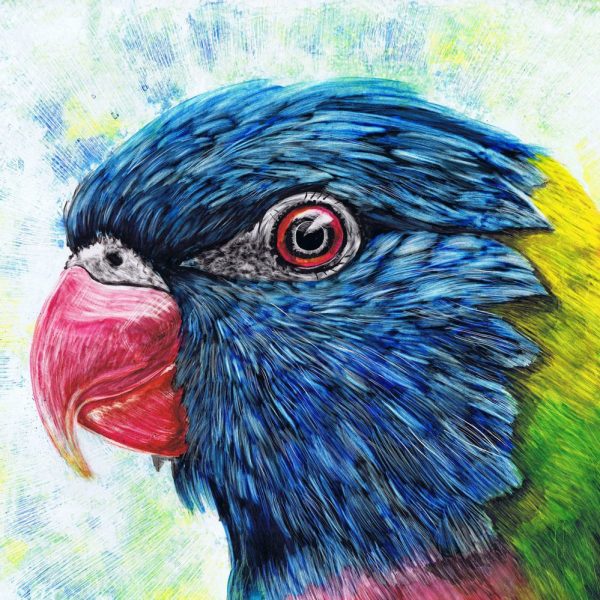 Rainbow Lorikeet - Ink on Clayboard by Sue Findlay