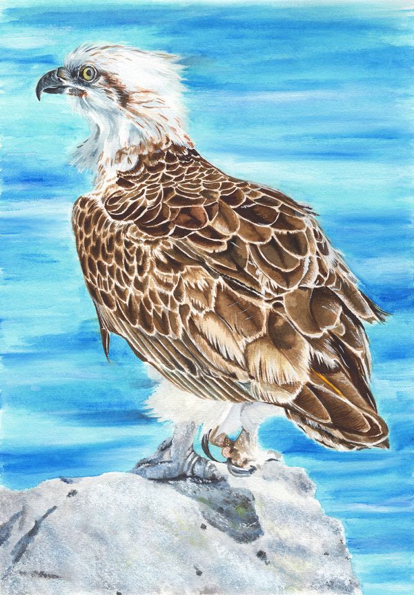 Osprey - Watercolour Painting