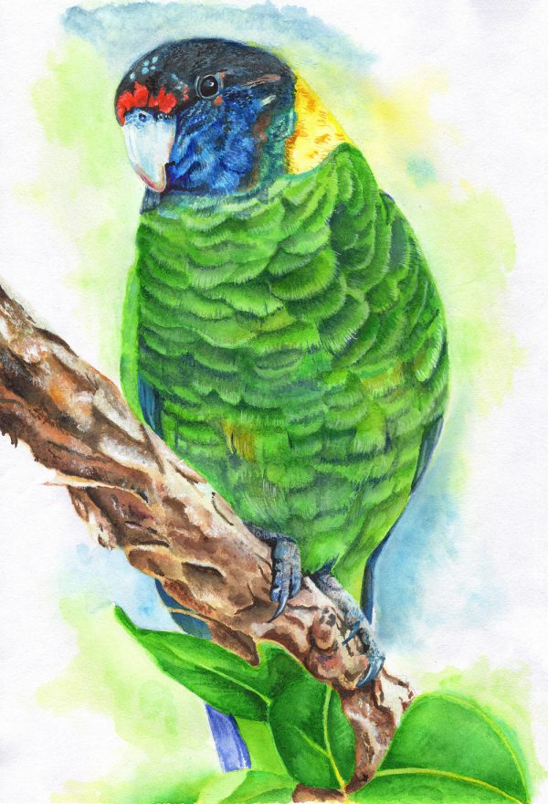 Australian Ringneck Parakeet - Watercolours
