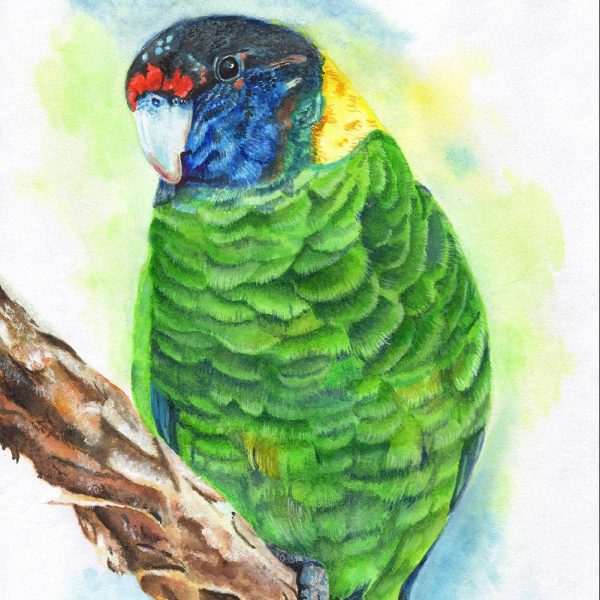 Australian Ringneck Parakeet - Watercolours