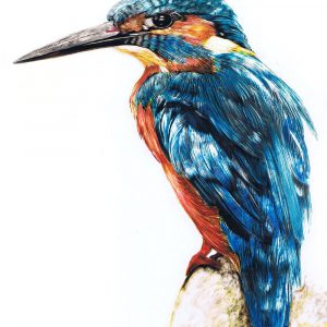 Kingfisher - Ink on Clayboard by Sue Findlay