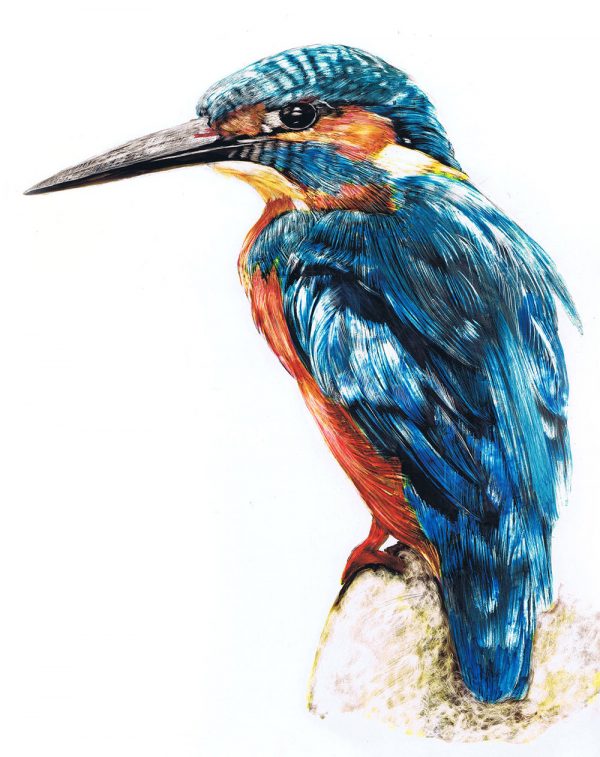 Kingfisher - Ink on Clayboard by Sue Findlay