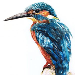 Kingfisher - Ink on Clayboard by Sue Findlay